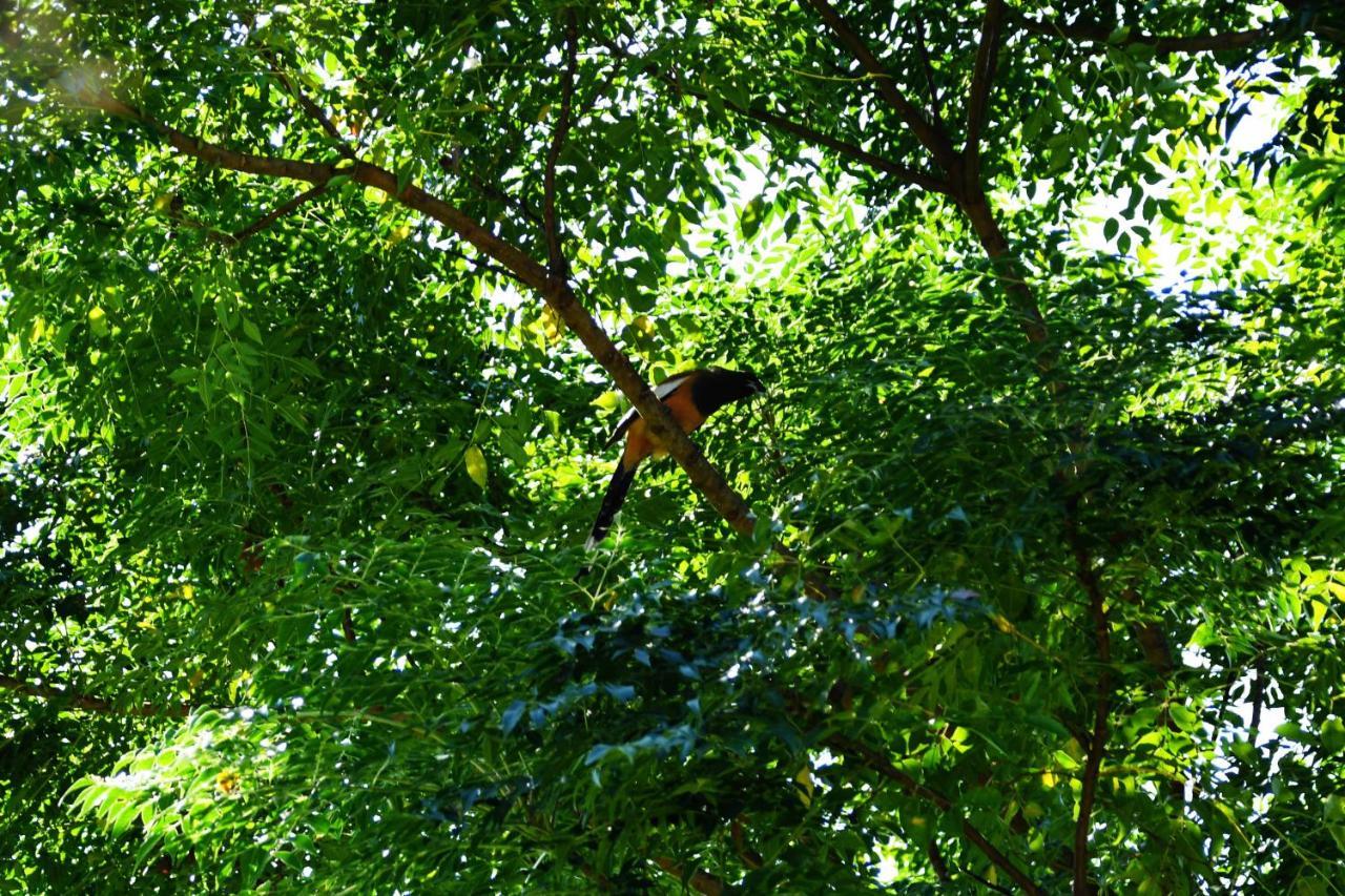 Shanta Ghar A Rustic Guesthouse Chitwan Extérieur photo